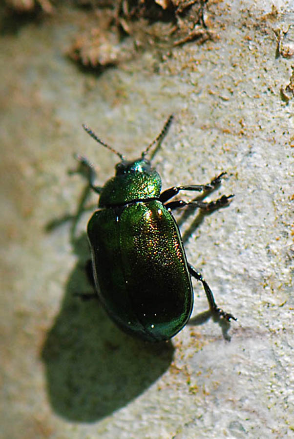 Plagiosterna (= Linaeidea) aenea (Chrysomelidae)